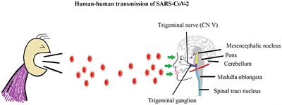 Substance P/ Neurokinin-1 Receptor, Trigeminal Ganglion, Latency, and Coronavirus Infection-Is There Any Link?